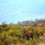 Πανσιόν Quinta Do Viso Local 3*