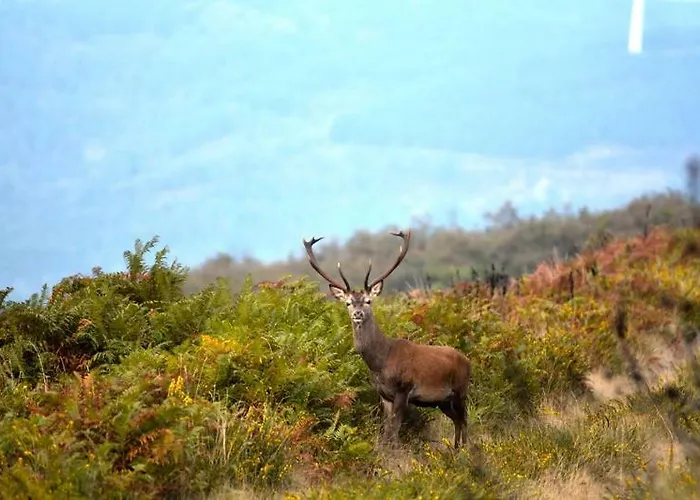 بيت ضيافة Quinta Do Viso Local 3*